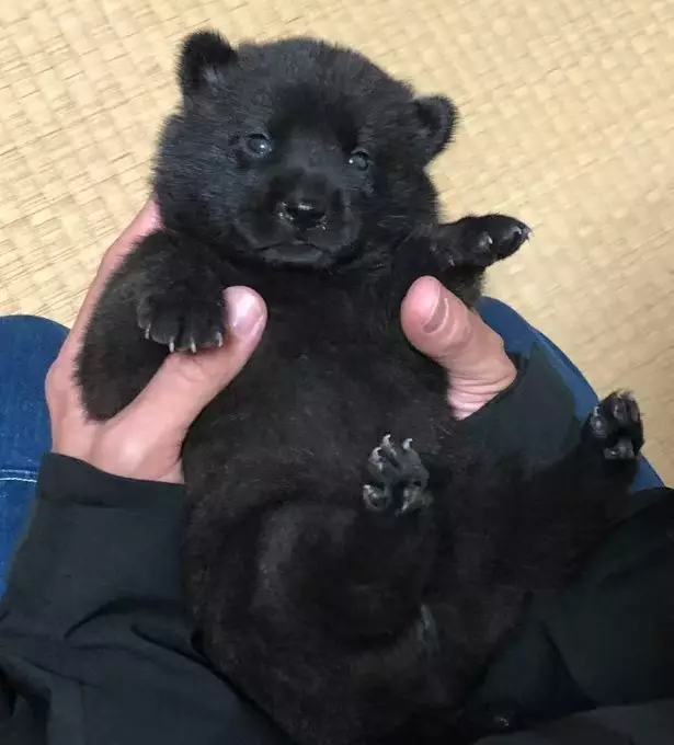飼主曬黑狗萌照,外型酷似黑熊幼崽。X平台圖片