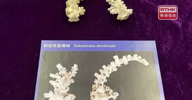 「樹型筒星珊瑚」 呈鮮橙色，擁有樹狀結構，形狀獨特。（實習記者何麗怡攝）