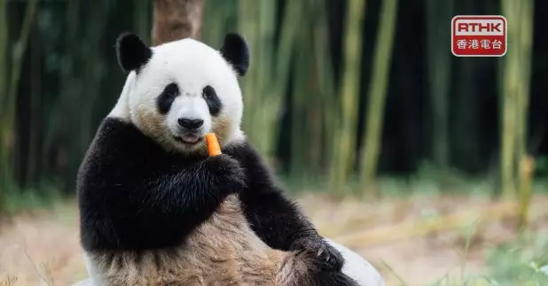 姚柏良說，未來可共同打造熊貓明星效應，相信能夠在熊貓經濟方面，帶來一定動力。（海洋公園提供）