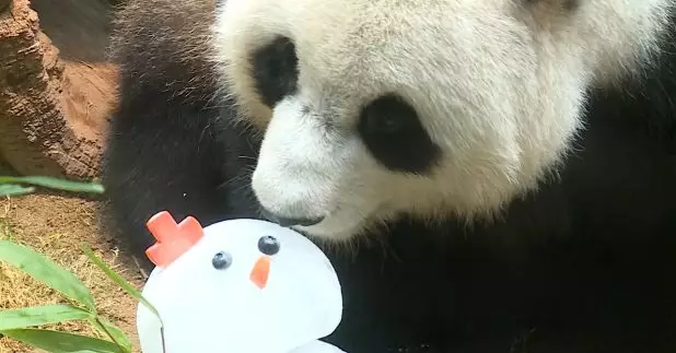 周三是聖誕節，海洋公園為中央贈港大熊貓「安安」和「可可」準備聖誕大餐慶祝。（張連登攝）