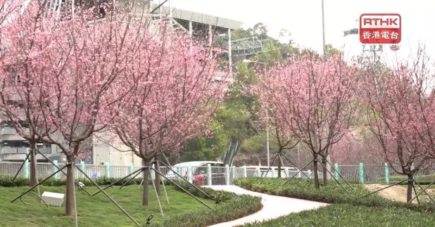 機場赤鱲角南路櫻花園區即日起免費開放予公眾。(梁禎祥攝)