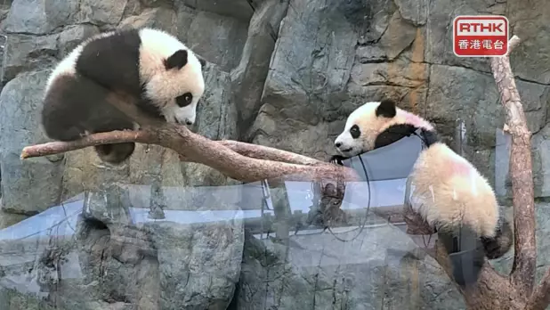 海洋公園下月公布大熊貓龍鳳胎「家姐」及「細佬」的名字。(港台圖片)