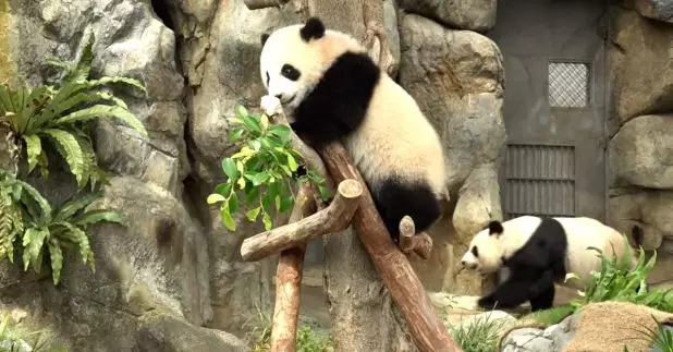 海洋公園一對大熊貓龍鳳胎「家姐」和「細佬」下星期二、27日起會「搬屋」，由「大熊貓之旅」展館的中間位置，搬到媽媽大熊貓「盈盈」原本居住的場地。