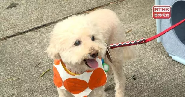 環境及生態局局長謝展寰認為，如果一名食客帶超過兩隻狗，可能不太容易控制，初步估計可能限制每名食客最多帶兩隻狗入食肆。