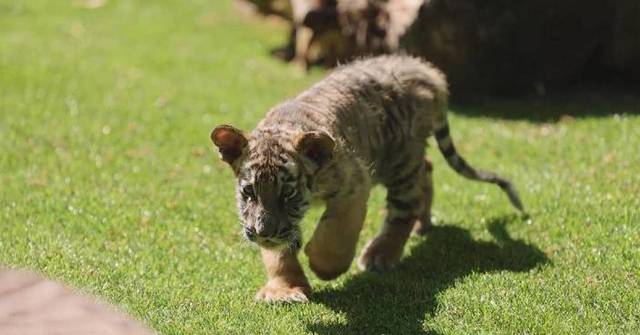 Siberian Tiger Park In Harbin Attracts Increasing Number Of Tourists 