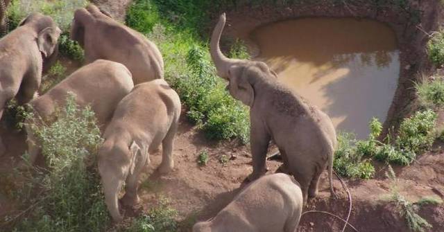 Three years after the epic migration, China’s ‘wandering elephants’ welcome new members