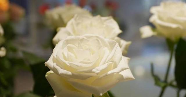 Flower prices rise rapidly in Yunnan ahead of Chinese Valentine's Day