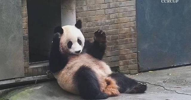 Amazing giant panda performs crazy dance moves while grooming