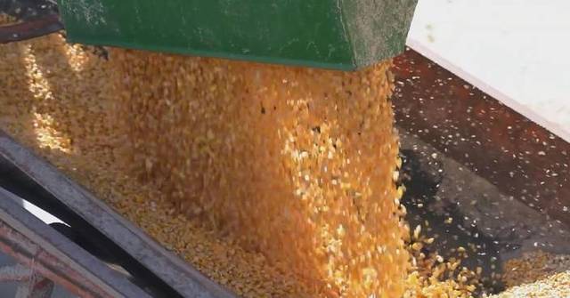 China's grain purchase expected to reach 420 million tons in 2024: official