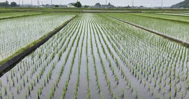 Emergency reserves, high prices, rationing. How did Japan's rice crisis ...