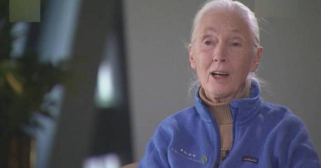 Goodall leaves profound legacy of treating animals with respect ...