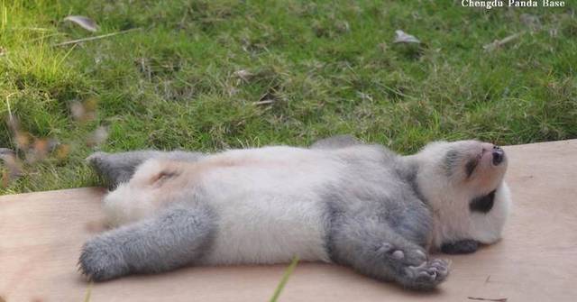Lighthearted moment of baby panda catching Zs captured on camera