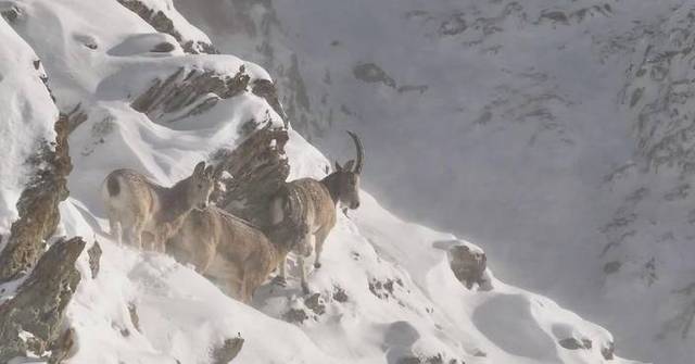 rare-siberian-ibex-spotted-on-mountain-cliff-in-xinjiang