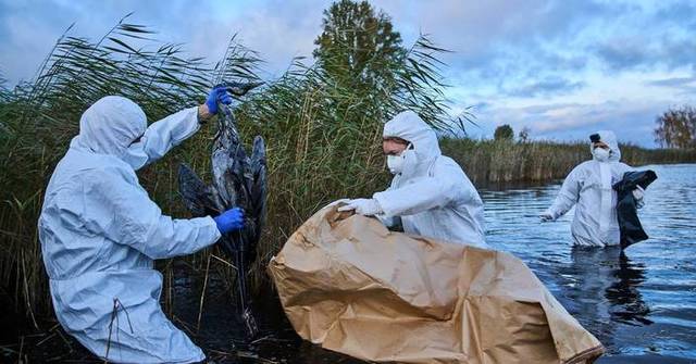 Bird flu hits migrating cranes hard in Germany as the virus flares up