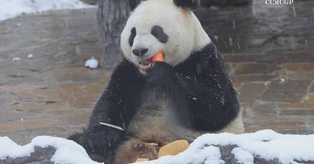 Giant pandas enjoy leisure time at China s giant panda research center