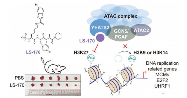 HKU Chemists Pioneer ATAC-Targeting Inhibitor for Lung Cancer Breakthrough
