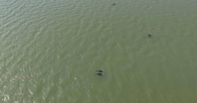 Rare Yangtze finless porpoises spotted early in Hunan