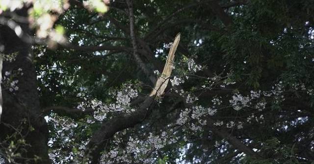 Collapse of Tokyo's aging cherry blossom trees during viewing season ...
