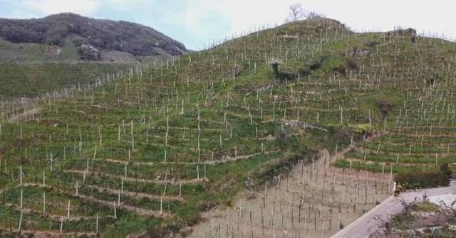 Middle East tension hits Italy’s wine industry