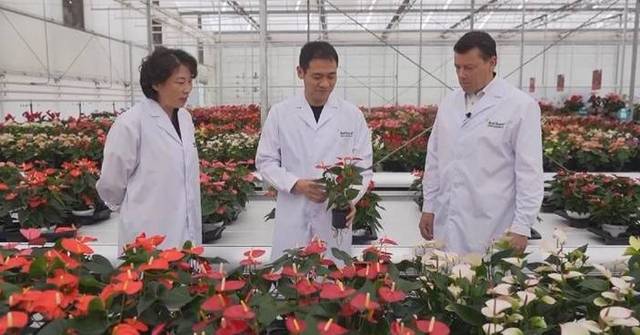 Dutch Floriculture Dutch floriculture company upbeat about Chinese market with greater ...