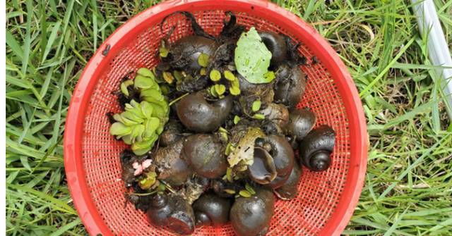 Lingnan University joint research analyses genome of global agricultural pest ‘apple snail’: Ancient viral gene-driven evolution of ‘terrestrial oviposition’ ability