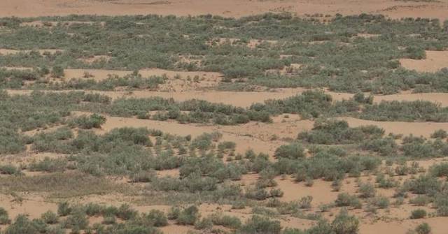 Inner Mongolian grower dedicated to greening desert with drought-resistant plants