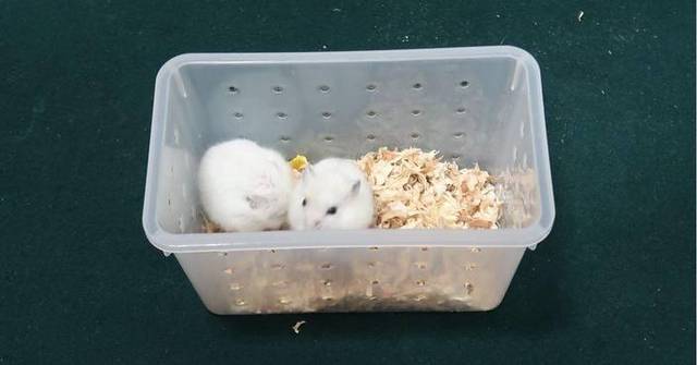 Hong Kong Customs Seizes Two Illegal Live Hamsters at Shenzhen Bay Control Point