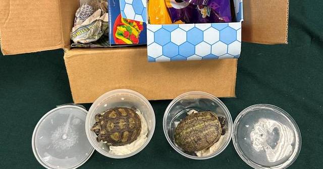 Hong Kong Customs Seizes Eight Live Endangered Turtles Worth $19,000 at Airport
