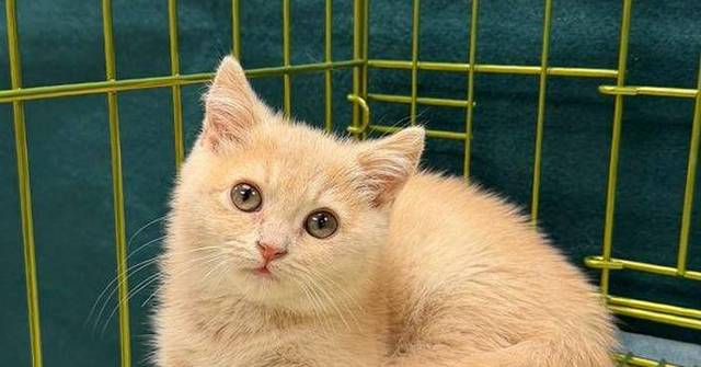 Hong Kong Customs Seizes Live Cat Worth About $15,000 in Illegal Import Case at Lo Wu Control Point