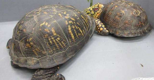 Hong Kong Customs Seizes Eight Live Turtles of Suspected Endangered Species Worth About $16,000 at Airport