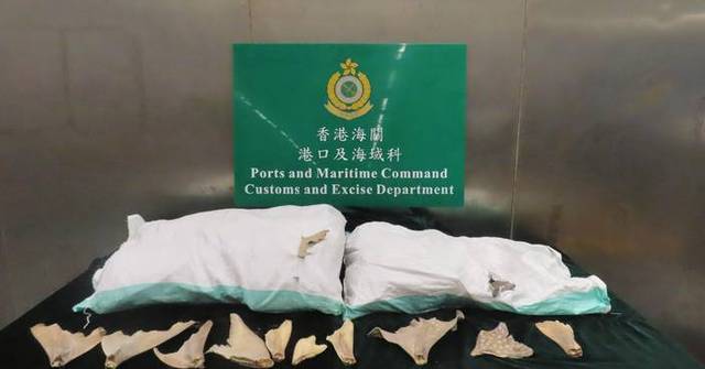 Hong Kong Customs Seizes 240kg of Suspected Endangered Guitarfish Fins Worth $500,000