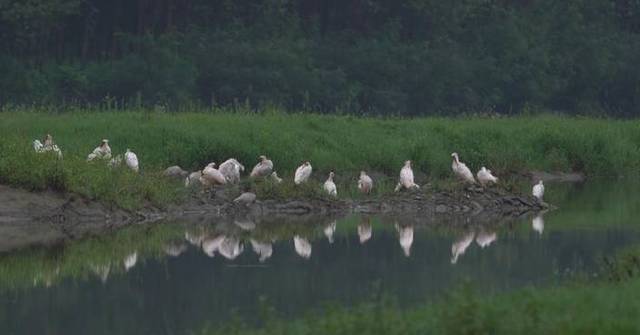 China's bird protection efforts boost rare species populations:2025 data