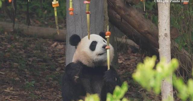 Giant pandas enjoy skewers at base in Chengdu