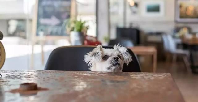 FEHD Logs 20 Minor Complaints as Dog-Friendly Dining Debuts; No Major Violations Found