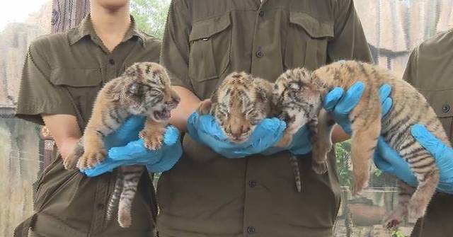 Lioness steps in as surrogate mom for newborn tiger triplets