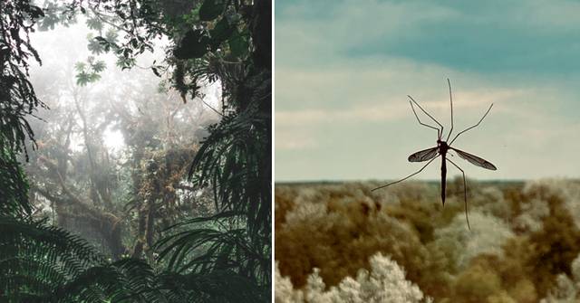 Tragic Deaths in Brazil: A Boy Dies from Mosquito Bite and Another from Inhaling Limestone