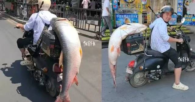 釣獲30KG巨魚 江西釣魚佬綁電單車後座「遊街」 交管局:未違規但不提倡