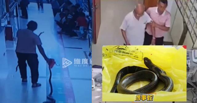雲南翁遭2.2米劇毒眼鏡王蛇咬傷 家屬連人帶蛇送醫嚇壞醫護