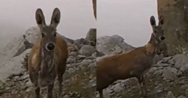 行蹤神秘被稱「高山隱士」 瀕危馬麝現蹤四川3995米高山首次被紀錄