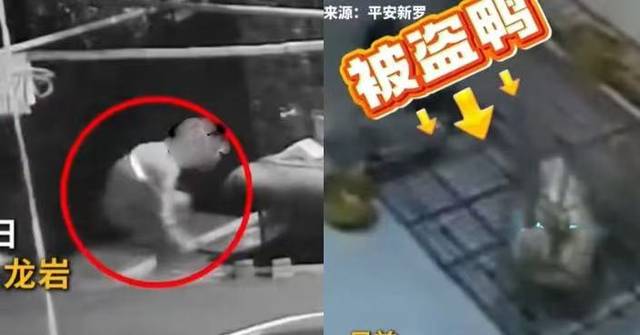 內地柯爾鴨凌晨遭盜走險成腹中餐 警員火速破案尋獲救一命