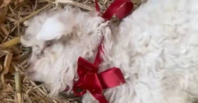 有片!被摸即倒地「扮死」 寧夏「戲精小羊」爆紅成宣傳大使 網民開價15萬求購