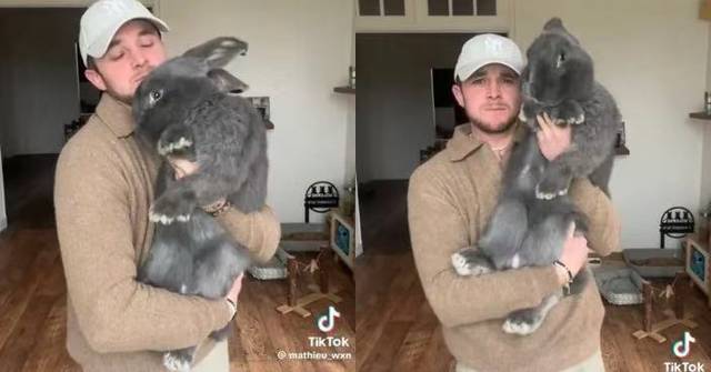 全球體型最大家兔品種!飼主懷抱佛萊明巨兔半個成人咁高 刷新網民認知