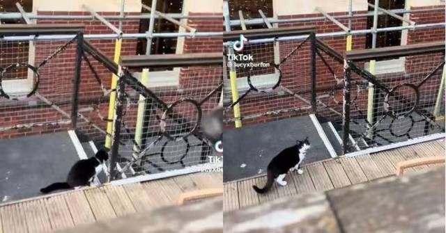 因飼主帶狗外出用餐錯過放飯時間 賓士貓「追蹤」到餐廳喵喵叫抗議