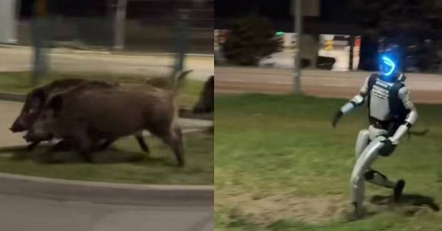 波蘭街頭驚現人形機械人驅趕野豬 宇樹科技G1型亮相展現AI應用新場景