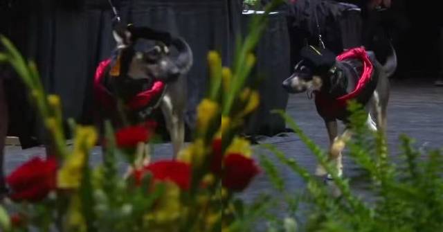 https://image.bastillepost.com/640x/wp-content/uploads/hongkong/2026/05/20250314_PL_dog_source_web11-2.jpg