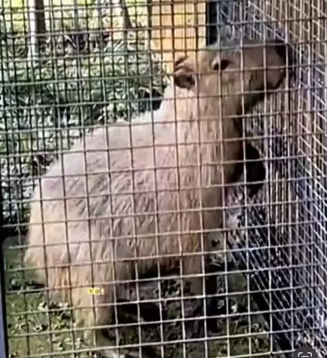 影片截圖