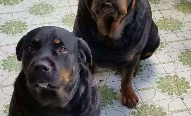 我的尊仔和果汁小姐。