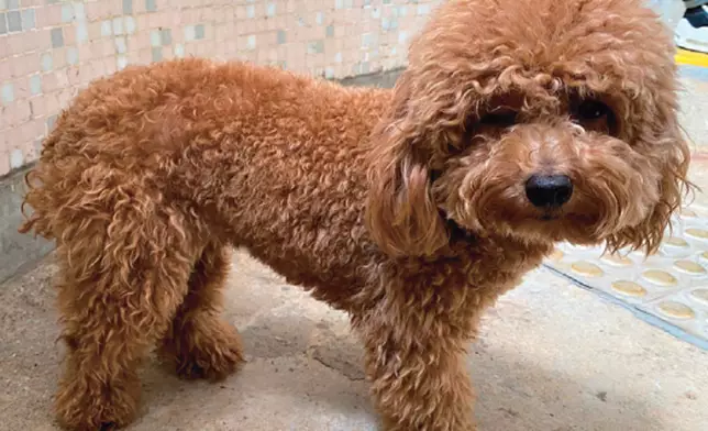 Coffee獲救時的樣子。