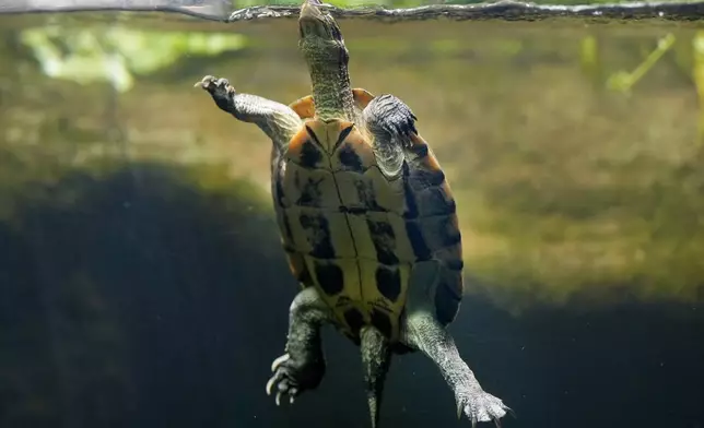 A Vietnamese Pond Turtle at London Zoo's new experience, The Secret Life of Reptiles and Amphibians ahead of its opening to the public on Friday March 29, in London, Monday, March 25, 2024. (AP Photo/Kirsty Wigglesworth)