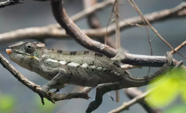 A Panther Chameleon at London Zoo's new experience, The Secret Life of Reptiles and Amphibians ahead of its opening to the public on Friday March 29, in London, Monday, March 25, 2024. (AP Photo/Kirsty Wigglesworth)